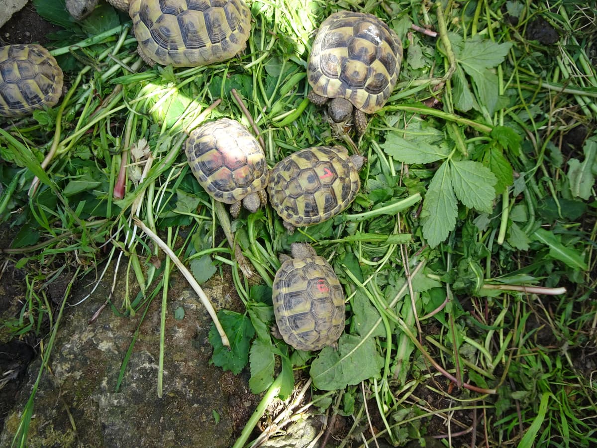 Schildkröte im Grünen