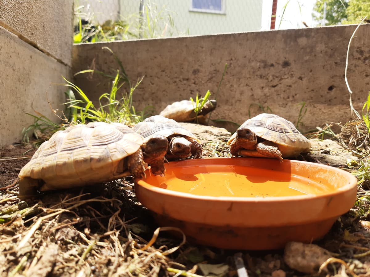 Schildkröten an Trinkschale