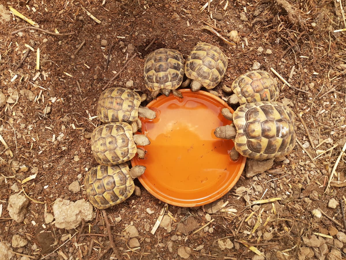 Schildkröten an Trinkschale von oben
