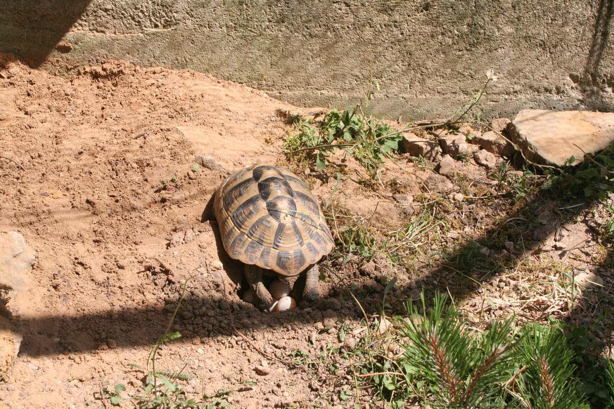 Schildkröte im Grünen