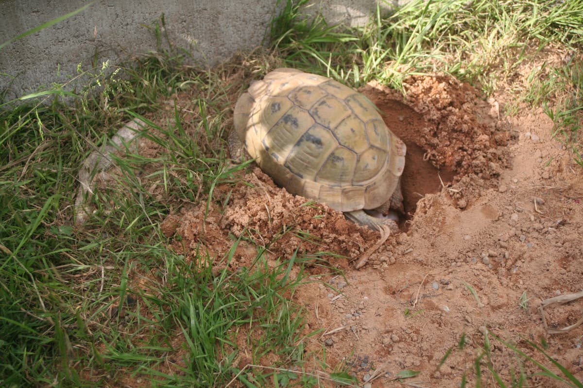 Schildkröten an Trinkschale