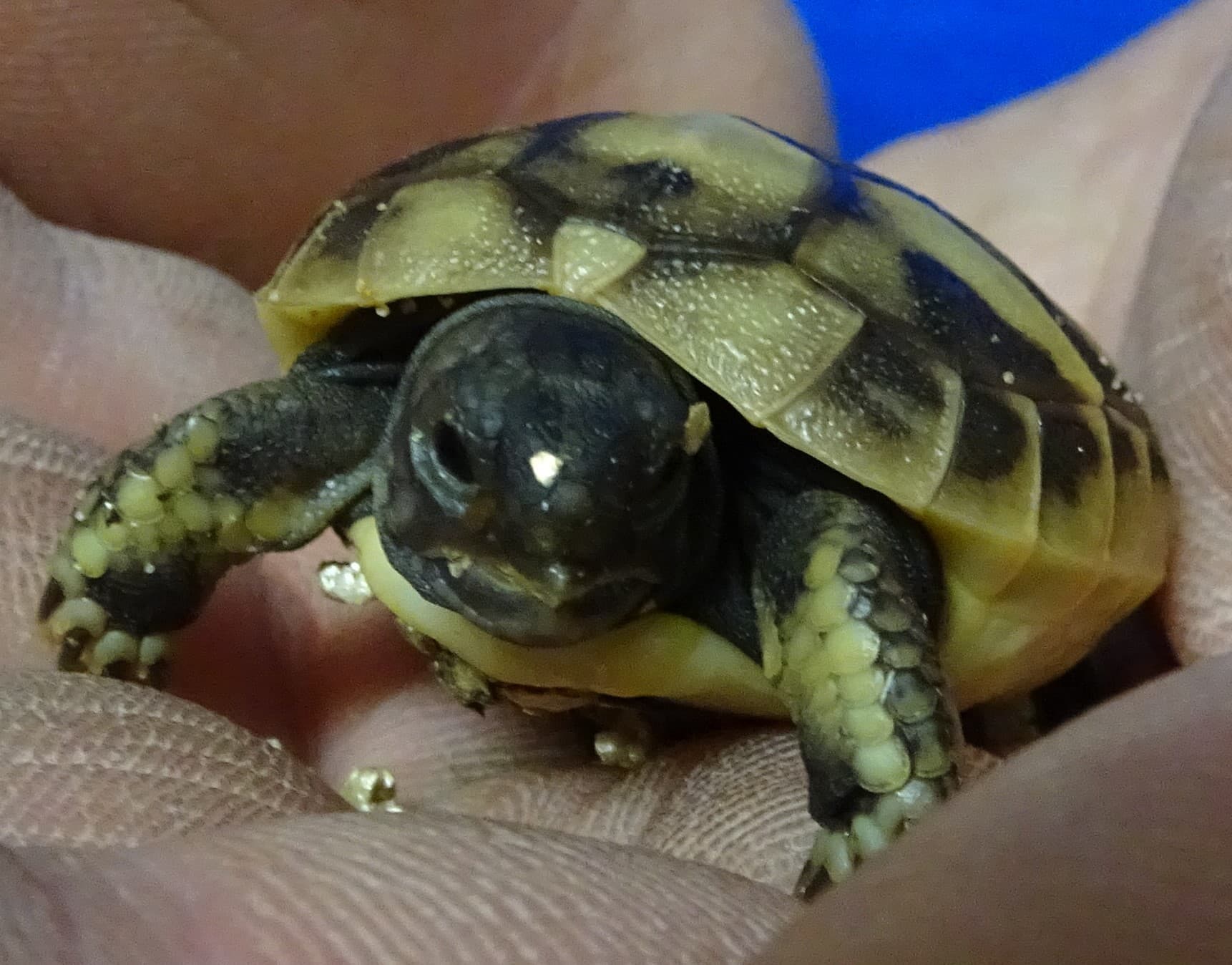 Schildkröte im Grünen